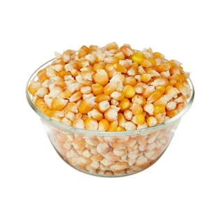 MAIZE (CORN)