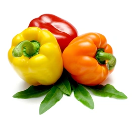 Capsicum