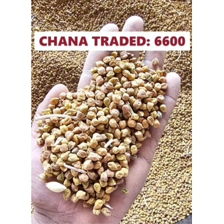 Chana