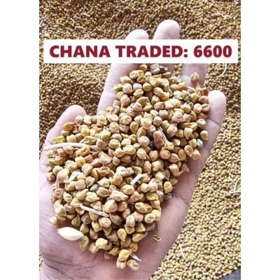 Chana