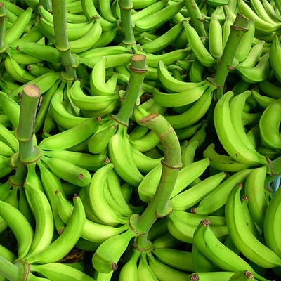 G9 Cavendish Banana