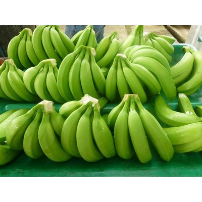 G9 Cavendish Banana