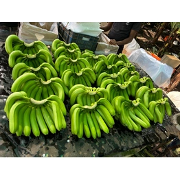 Bananas