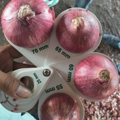 Red Onions