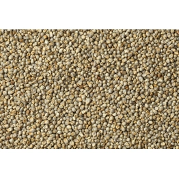 Pearl Millet