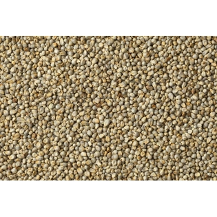 Pearl Millet