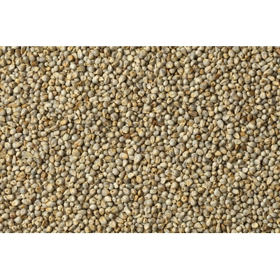 Pearl Millet