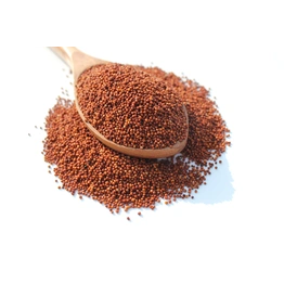 Finger Millet