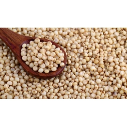 Sorghum Millet