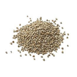 Sage Pearl Millet ( Bajra)