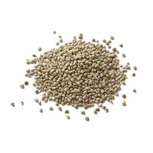 Sage Pearl Millet ( Bajra)