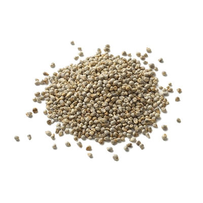 Sage Pearl Millet ( Bajra)