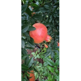 freshest pomegranates from farm to table