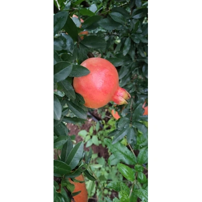 freshest pomegranates from farm to table