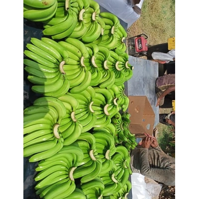 Organic fresh green banana