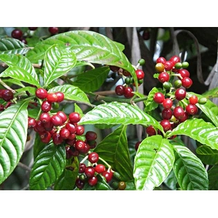 Premium ARABICA CHERRY: Unwashed