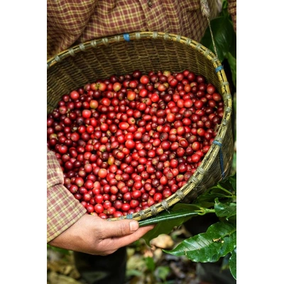 Premium ROBUSTA CHERRY: Unwashed