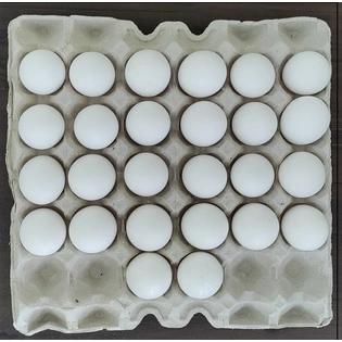 Paper Pulp Egg Tray