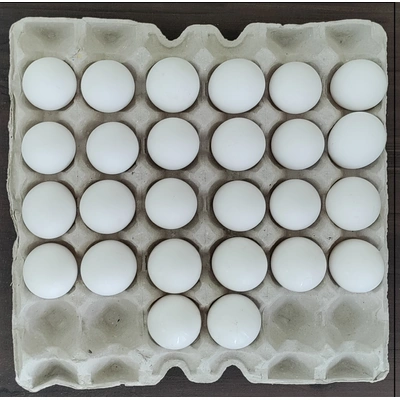 Paper Pulp Egg Tray