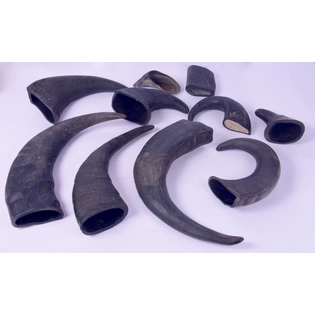 Water Buffalo Horns