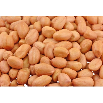 GROUNDNUT