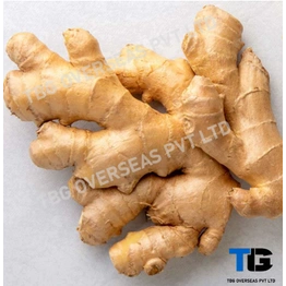 Fresh Ginger (Adrak): Whole & Powdered | Spicy, Aromatic, and Premium Quality