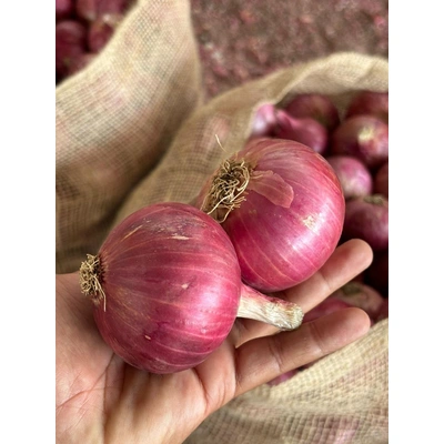 Onions - Premium Quality Fresh Onions from KSK Exim