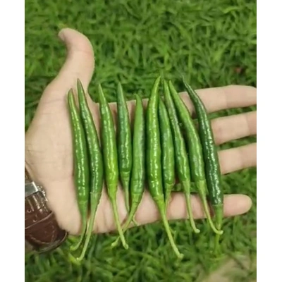 Green Chillies - Premium Quality Fresh and Spicy