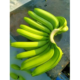 Bananas - Premium Fresh and Sweet from KSK Exim