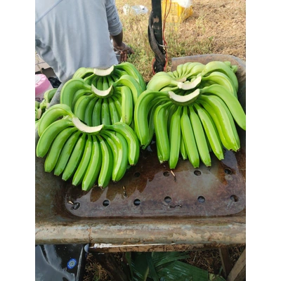 G9 GREEN CAVENDIS BANANA