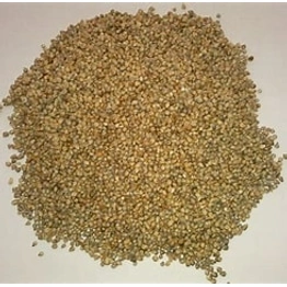 Bajra / Pearl millet