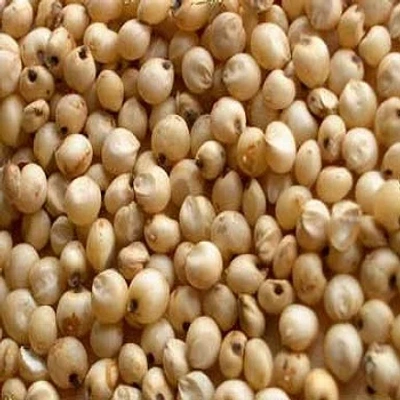 Jowar / Sorghum millet