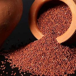 Ragi / Finger millet