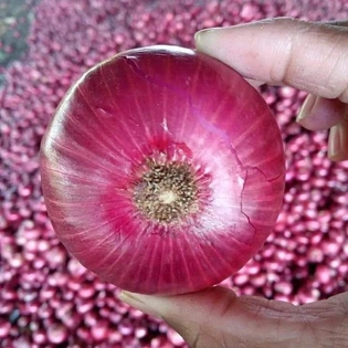 ONION