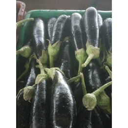 BRINJAL