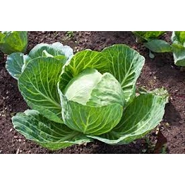 CABBAGE