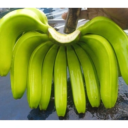 Fresh BANANA