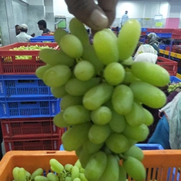 Grapes