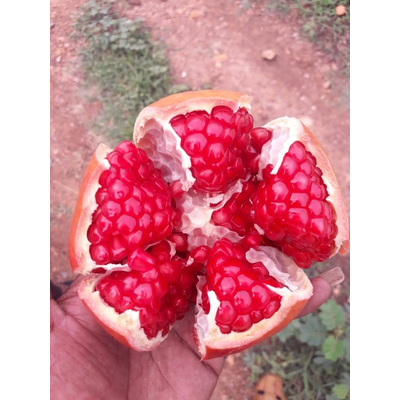 Pomegranate