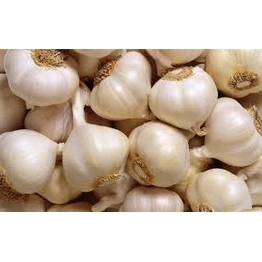 Garlic