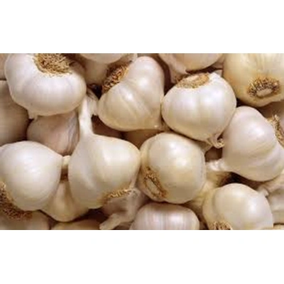 Garlic