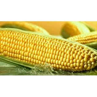 Sweetcorn