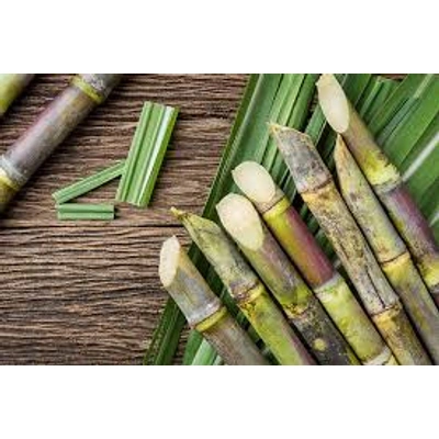 Sugarcane