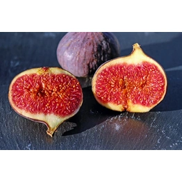 Fig