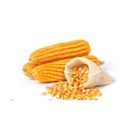 MAIZE