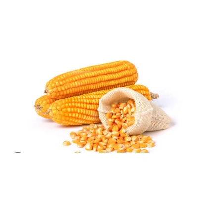 MAIZE