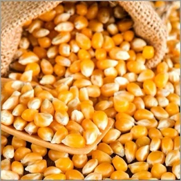 Maize corn