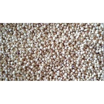 Sorghum ( jowar) HS Code-1007