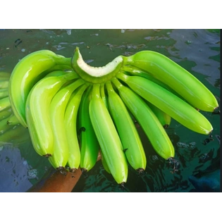 Cavendish Banana