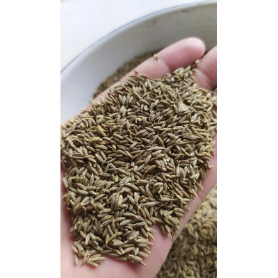 Cumin seed